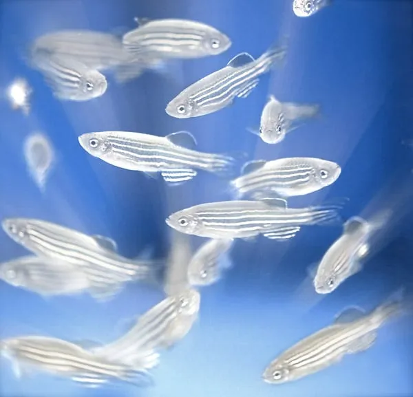 Zebrafish Roe Extract